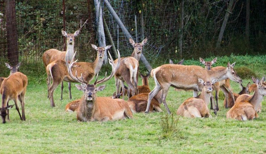Gite Du Cerf Birkenwald Exterior foto