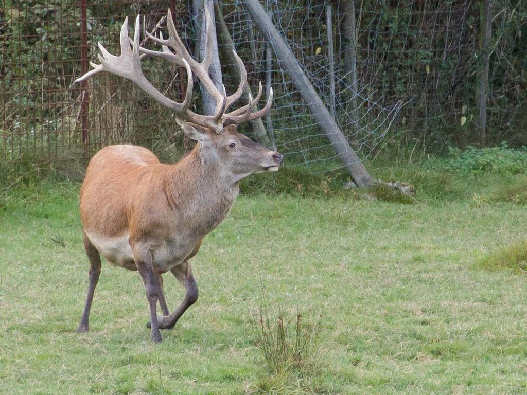 Gite Du Cerf Birkenwald Exterior foto
