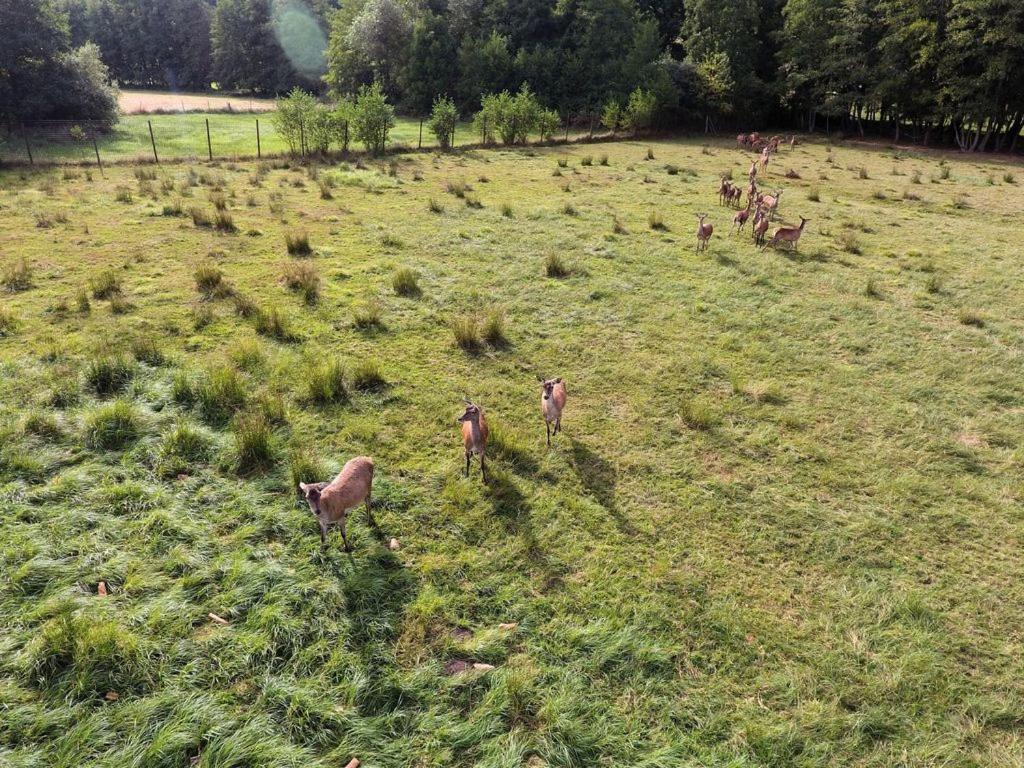 Gite Du Cerf Birkenwald Exterior foto